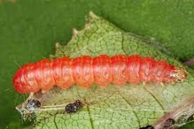 Attēlu rezultāti vaicājumam “Anania lancealis”