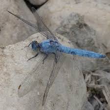 Attēlu rezultāti vaicājumam “Orthetrum brunneum”