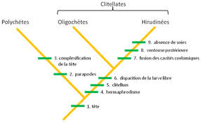Attēlu rezultāti vaicājumam “Annelides”
