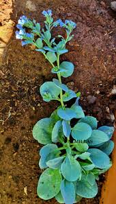 Attēlu rezultāti vaicājumam “Anthyllis maritima leaf”