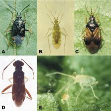 Attēlu rezultāti vaicājumam “Deraeocoris ruber”