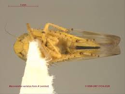 Attēlu rezultāti vaicājumam “Macrosteles sp.”