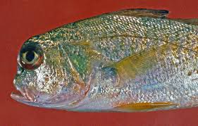 Image result for Micropogonias undulatus