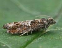 Attēlu rezultāti vaicājumam “Epinotia immundana”