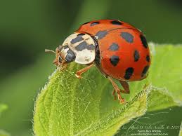 Attēlu rezultāti vaicājumam “Coccinellidae”