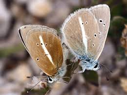 Attēlu rezultāti vaicājumam “Agrodiaetus damon”