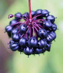 Attēlu rezultāti vaicājumam “Eleutherococcus sessiliflorus”