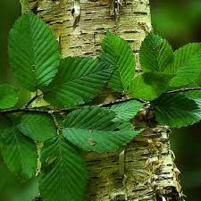 Attēlu rezultāti vaicājumam “Betula alleghaniensis leaf”