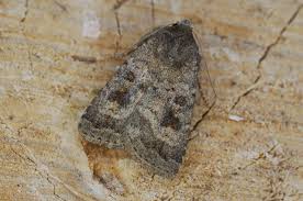 Attēlu rezultāti vaicājumam “Caradrina morpheus”