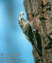 Attēlu rezultāti vaicājumam “Certhia familiaris”