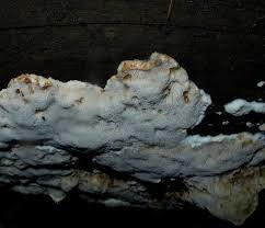 Attēlu rezultāti vaicājumam “Sarcoporia polyspora”