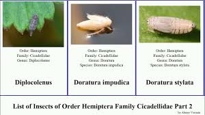 Attēlu rezultāti vaicājumam “Edwardsiana geometrica”