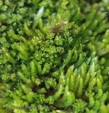 Attēlu rezultāti vaicājumam “Platygyrium repens”