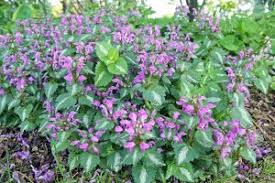 Attēlu rezultāti vaicājumam “Lamium maculatum”
