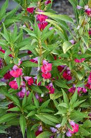 Image result for Impatiens balsamina