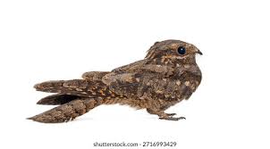 Attēlu rezultāti vaicājumam “Caprimulgus europaeus juvenile”