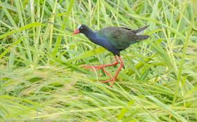 Image result for Porphyrio alleni