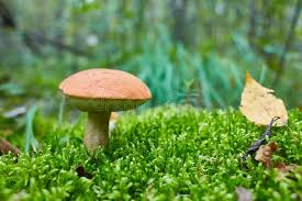 Attēlu rezultāti vaicājumam “Leccinum vulpinum”