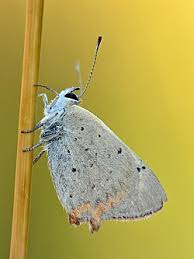Attēlu rezultāti vaicājumam “Lycaena phlaeas underside”