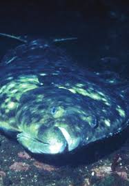 Image result for Liopsetta glacialis