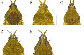 Attēlu rezultāti vaicājumam “Physatocheila smreczynskii”