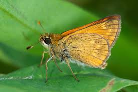 Attēlu rezultāti vaicājumam “Thymelicus sylvestris”