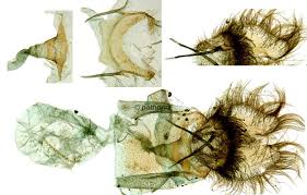 Attēlu rezultāti vaicājumam “Eana incanana”