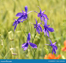 Image result for Consolida ajacis oder Consolida regalis