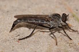 Attēlu rezultāti vaicājumam “Asilidae”