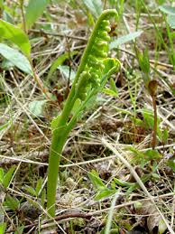 Attēlu rezultāti vaicājumam “Botrychium lunaria”