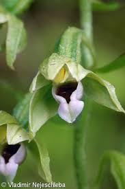 Attēlu rezultāti vaicājumam “Epipactis helleborine fruit”
