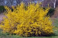 Attēlu rezultāti vaicājumam “Forsythia”