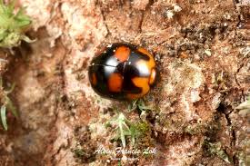 Attēlu rezultāti vaicājumam “Nitidulidae”