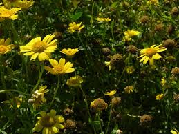 Image result for Chrysanthemum segetum