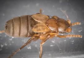 Attēlu rezultāti vaicājumam “Phoridae”