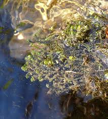 Attēlu rezultāti vaicājumam “Scapania undulata”