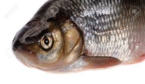 Attēlu rezultāti vaicājumam “Leuciscus idus”