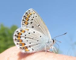Attēlu rezultāti vaicājumam “Plebejus idas underside”