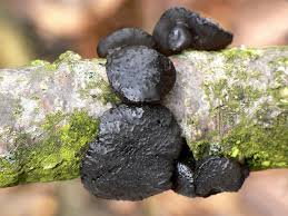 Attēlu rezultāti vaicājumam “Exidia glandulosa”