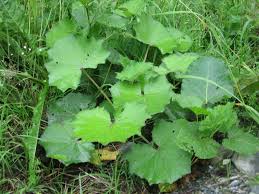 Attēlu rezultāti vaicājumam “Tussilago farfara leaf”