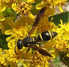 Attēlu rezultāti vaicājumam “Ancistrocerus sp. male”