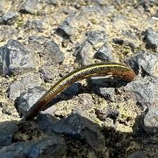 Attēlu rezultāti vaicājumam “Hirudinea”