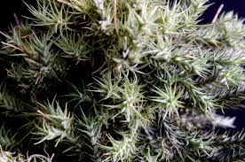 Attēlu rezultāti vaicājumam “Trichia alpina sessile”