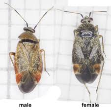 Attēlu rezultāti vaicājumam “Psallus sp.”