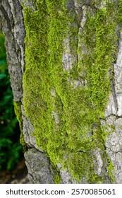 Attēlu rezultāti vaicājumam “Brachythecium salebrosum sporophyte”