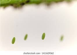 Attēlu rezultāti vaicājumam “Chrysopidae eggs”