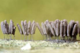 Attēlu rezultāti vaicājumam “Stemonitopsis hyperopta var. landewaldii spores”