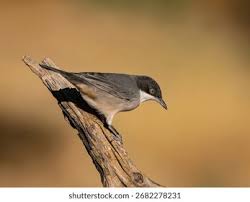 Attēlu rezultāti vaicājumam “Sylvia curruca adult”