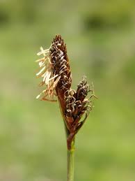 Attēlu rezultāti vaicājumam “Carex caryophyllea”