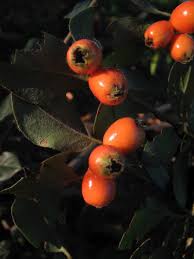 Attēlu rezultāti vaicājumam “Cotoneaster divaricatus fruit”